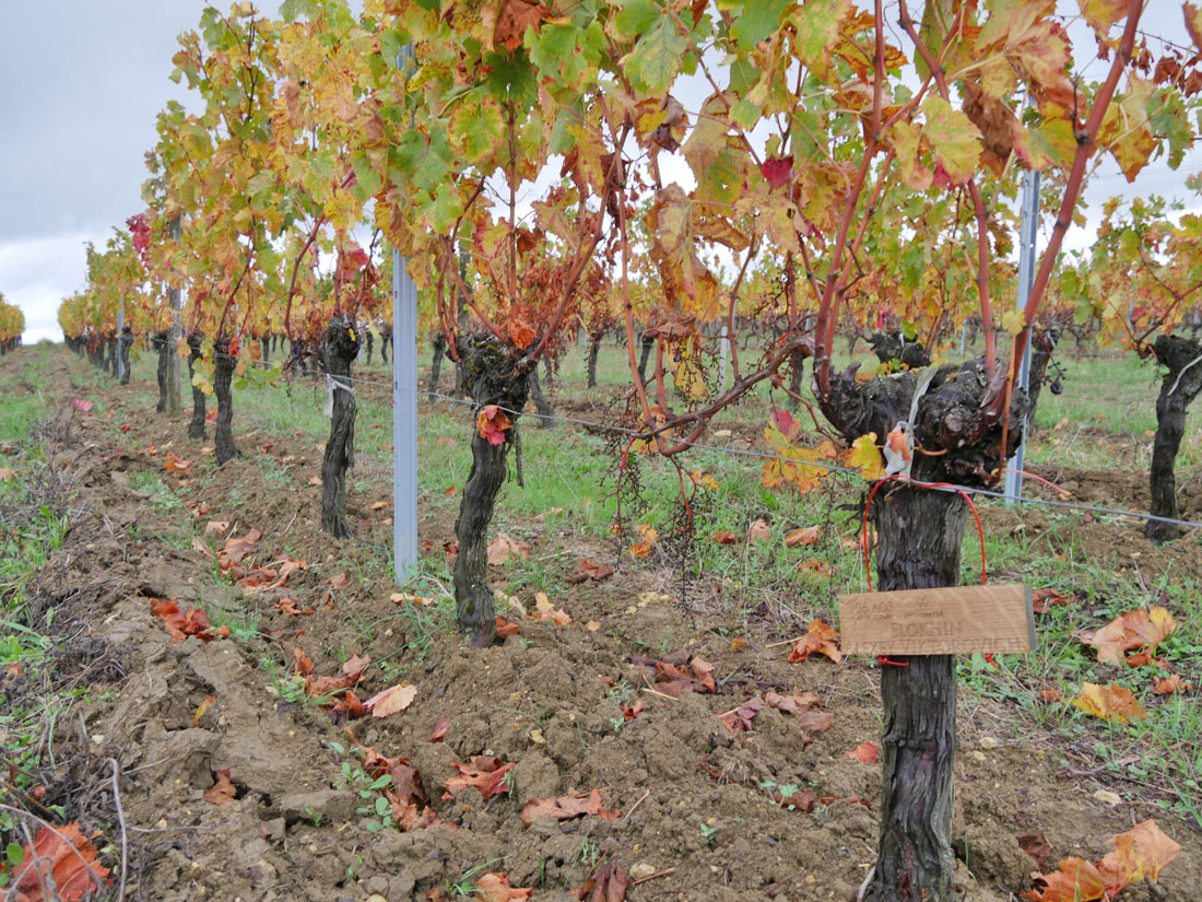 Виноградник на урожай